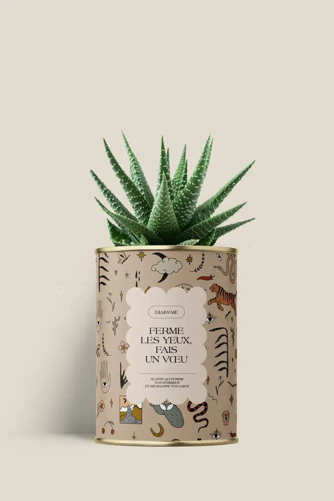 Cadeaux - Ferme les yeux, fais un vœu - Mini Aloé - DIAIWAIE