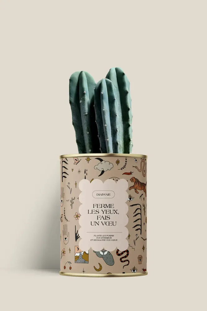 Cadeaux - Ferme les yeux, fais un vœu - Mini Cactus - DIAIWAIE