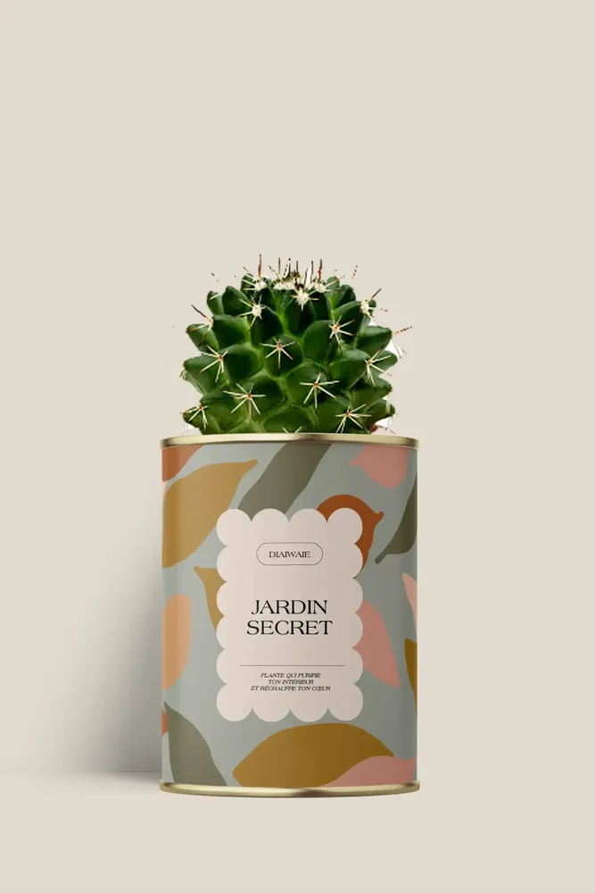 Cadeaux - Jardin secret - Mini Cactus - DIAIWAIE