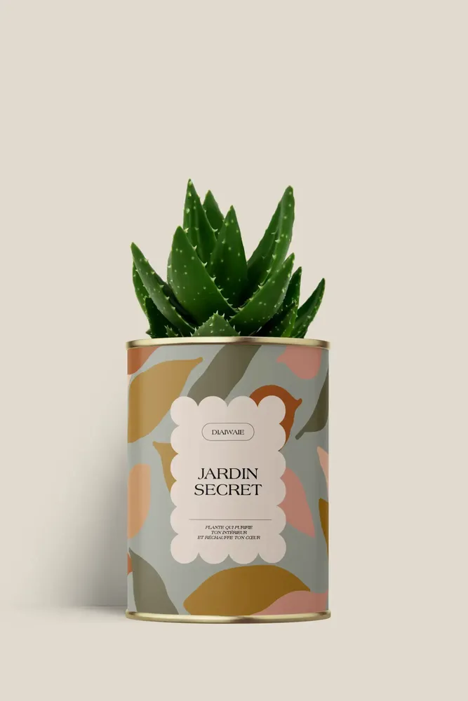 Cadeaux - Jardin secret - Mini Aloé - DIAIWAIE