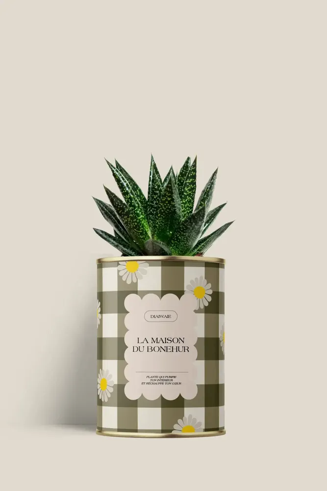 Cadeaux - La maison du bohneur - Mini Aloé - DIAIWAIE