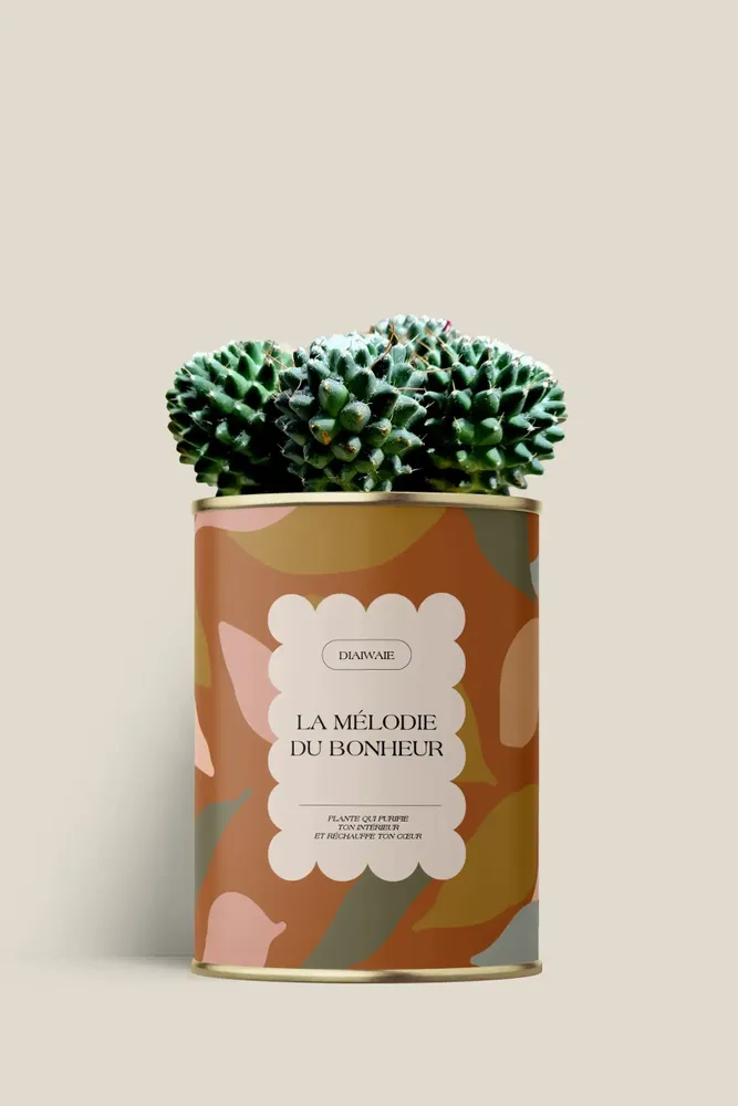 Cadeaux - La mélodie du bohneur - Maxi Cactus - DIAIWAIE