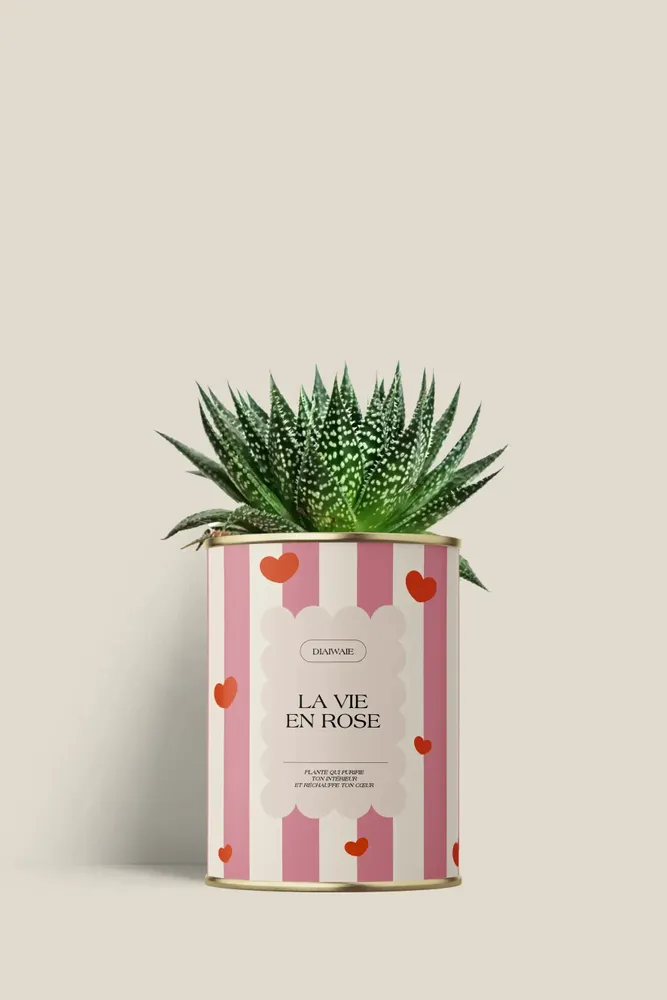 Gifts - La vie en rose - Mini aloé - DIAIWAIE