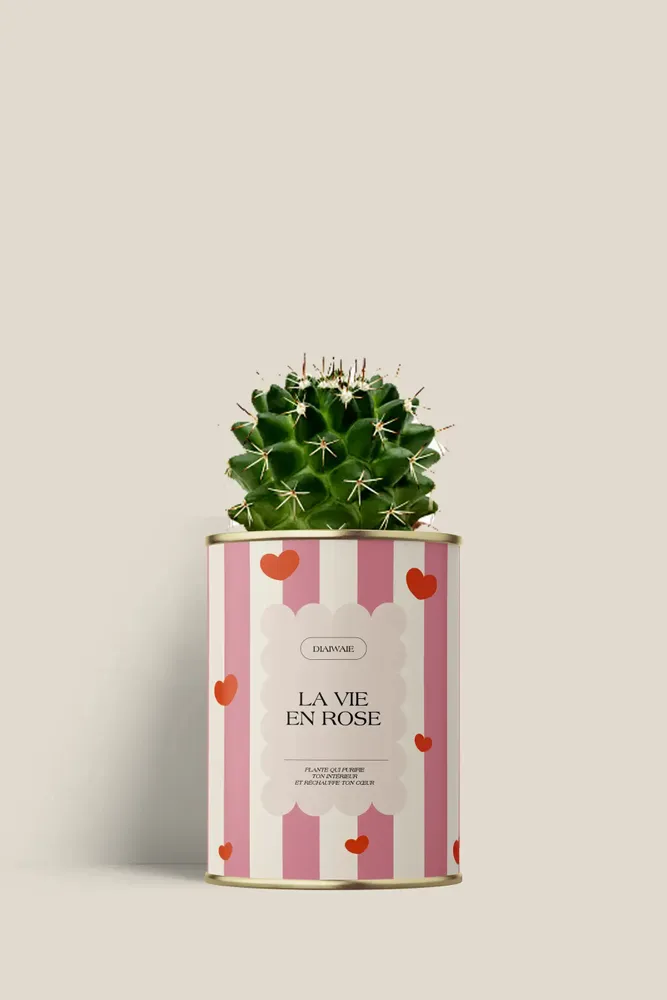 Cadeaux - La vie en rose - Mini Cactus - DIAIWAIE