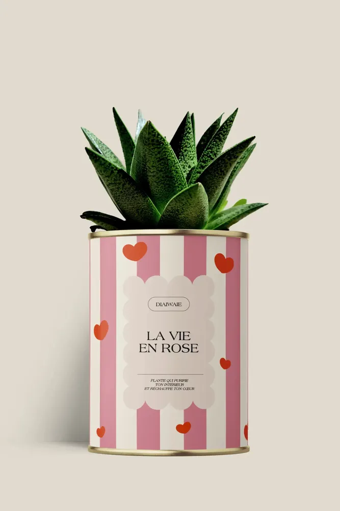 Cadeaux - La vie en rose - Maxi Aloé - DIAIWAIE