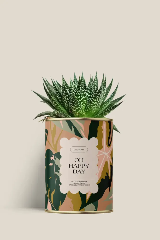 Gifts - Oh happy day - Mini Aloé - DIAIWAIE