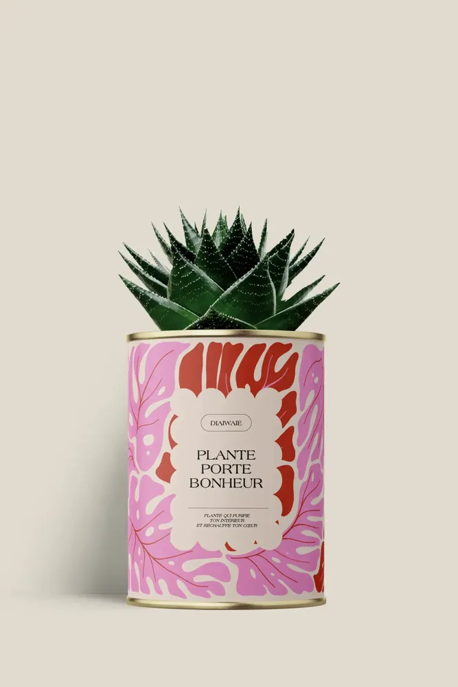 Gifts - Plante porte bonheur - Mini Aloé - DIAIWAIE