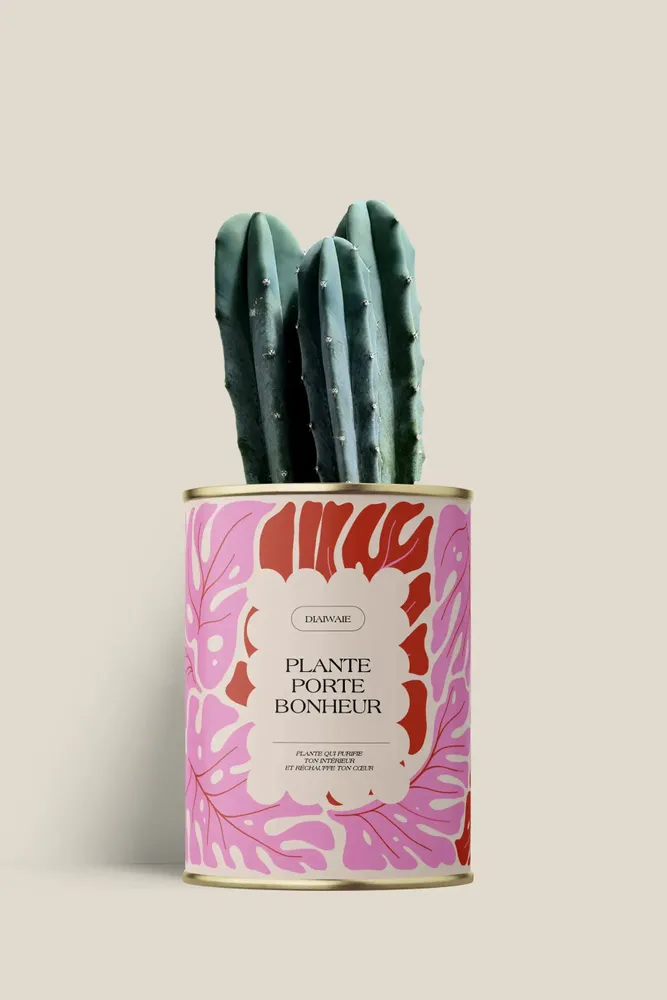 Cadeaux - Plante porte bonheur - Mini Cactus - DIAIWAIE