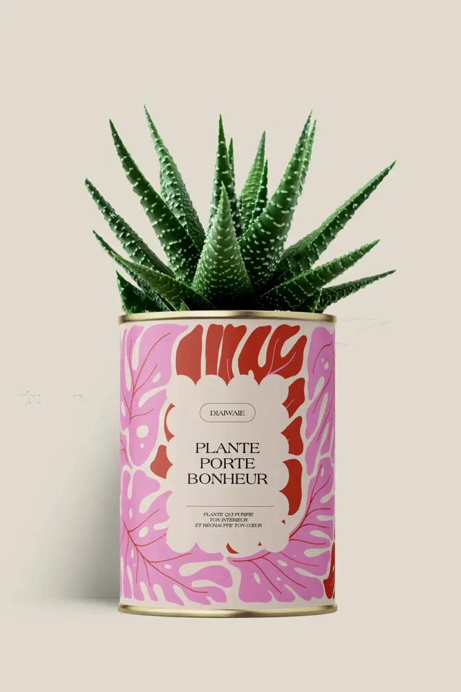 Cadeaux - Plante porte bonheur - Maxi Aloé - DIAIWAIE