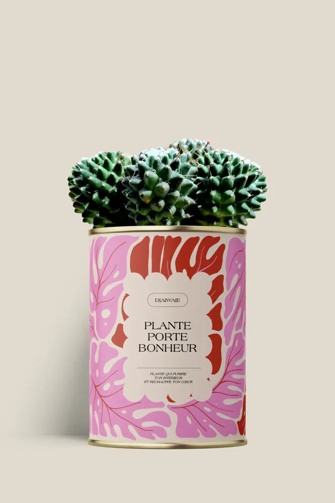 Gifts - Plante porte bonheur - Maxi Cactus - DIAIWAIE