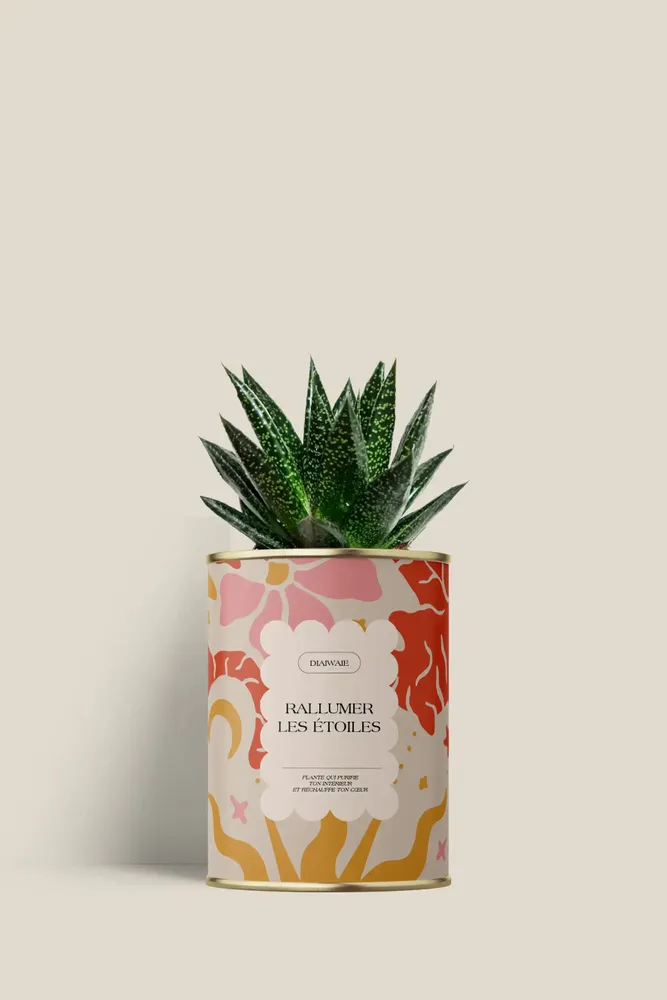 Cadeaux - Rallumer les étoiles - Mini Aloé - DIAIWAIE