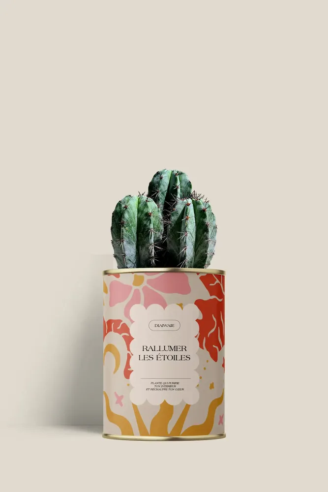 Gifts - Rallumer les étoiles - Mini Cactus - DIAIWAIE