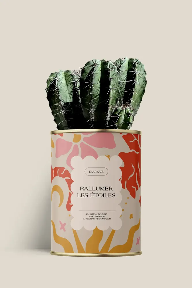 Cadeaux - Rallumer les étoiles - Maxi Cactus - DIAIWAIE