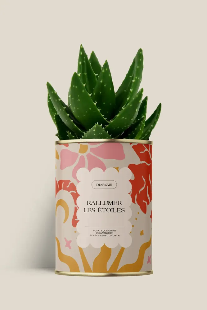 Cadeaux - Rallumer les étoiles - Maxi Aloé - DIAIWAIE