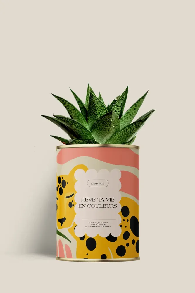 Gifts - Rêve ta vie en couleurs - Mini Aloé - DIAIWAIE