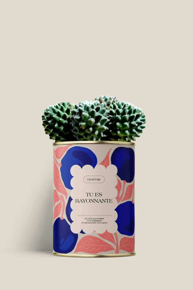Cadeaux - Tu es rayonnante - Mini Cactus - DIAIWAIE