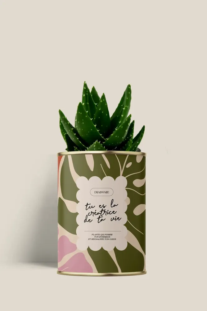 Gifts - Tu es la créatrice de ta vie - Mini Aloé - DIAIWAIE