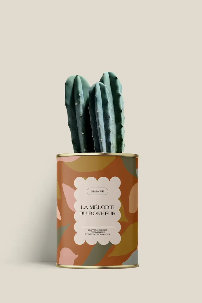 Cadeaux - La mélodie du bohneur - Mini Cactus - DIAIWAIE