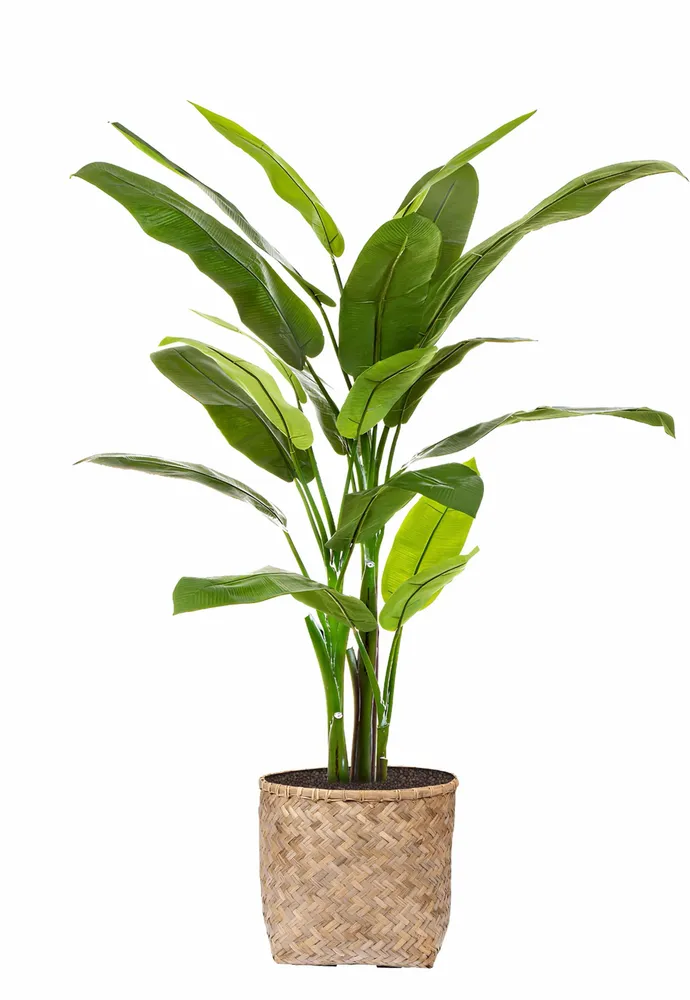 Décorations florales - Oiseau du paradis 190 cm dans son pot en bananier tressé - NATURE D'INTÉRIEUR
