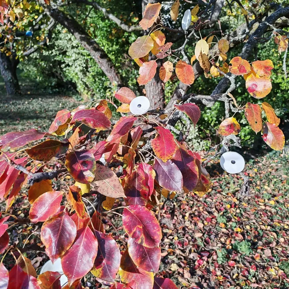 Décorations florales - Petite fleur en verre pour l'extérieur, blanche, sur tige flexible - CARNEOL GLASS