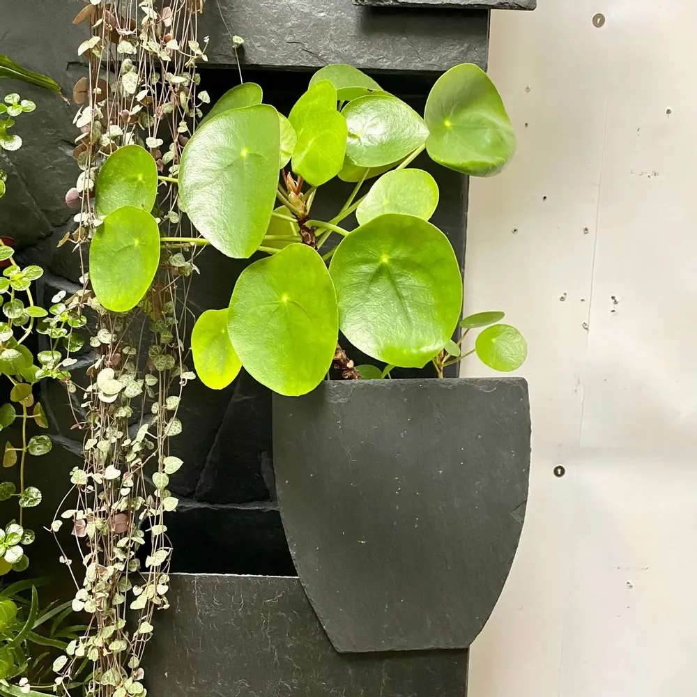 Objets design - Ombre Chinoise n° 1, jardinière en ardoise naturelle à poser. - ARDOISE DESIGN