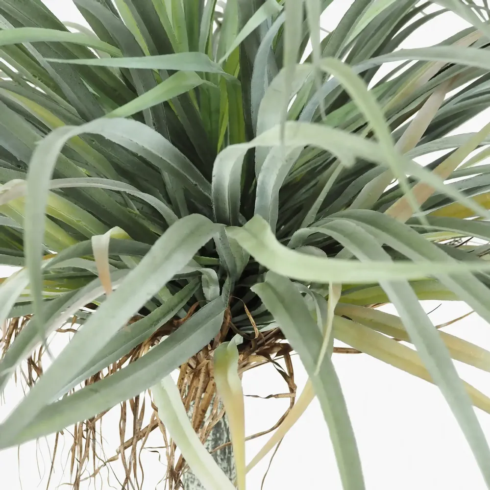 Floral decoration - Artificial yucca, real touch, black plastic pot - LIGNE DÉCO