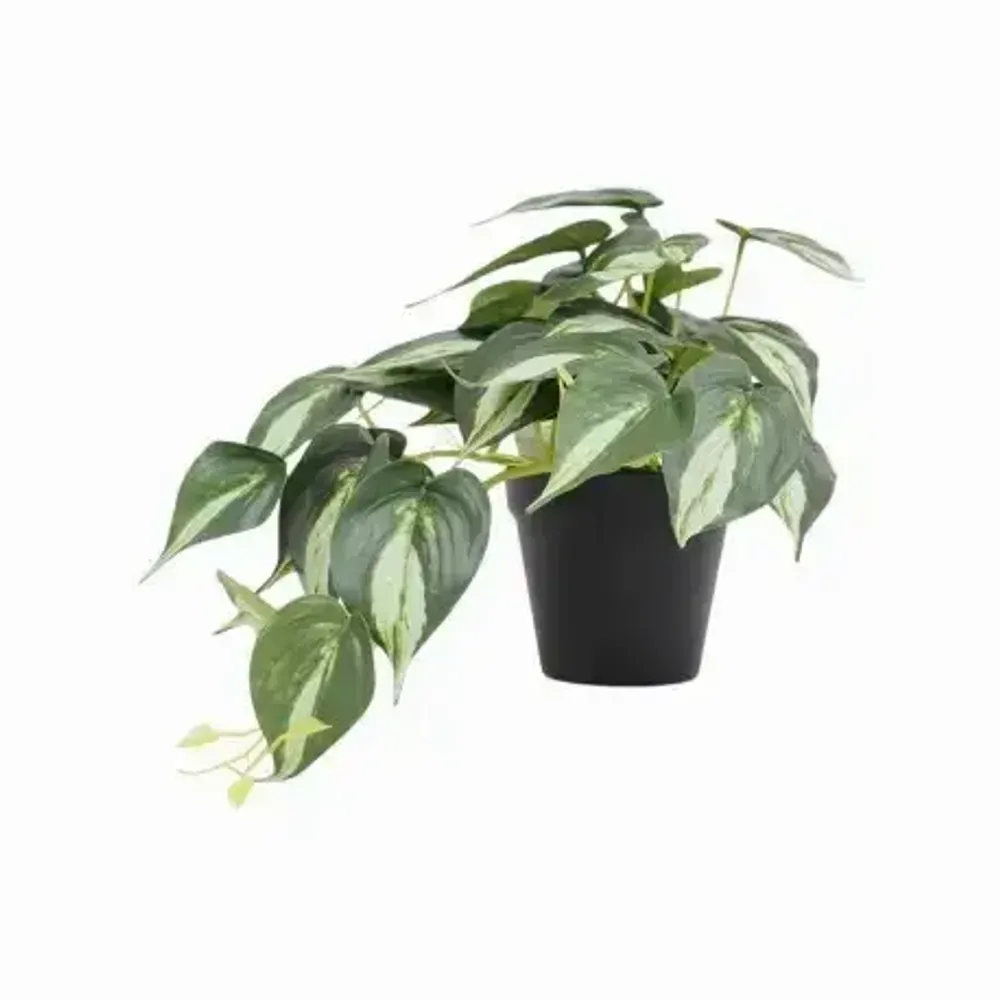 Floral decoration - Artificial Trailing Pothos in Pot - LIGNE DÉCO
