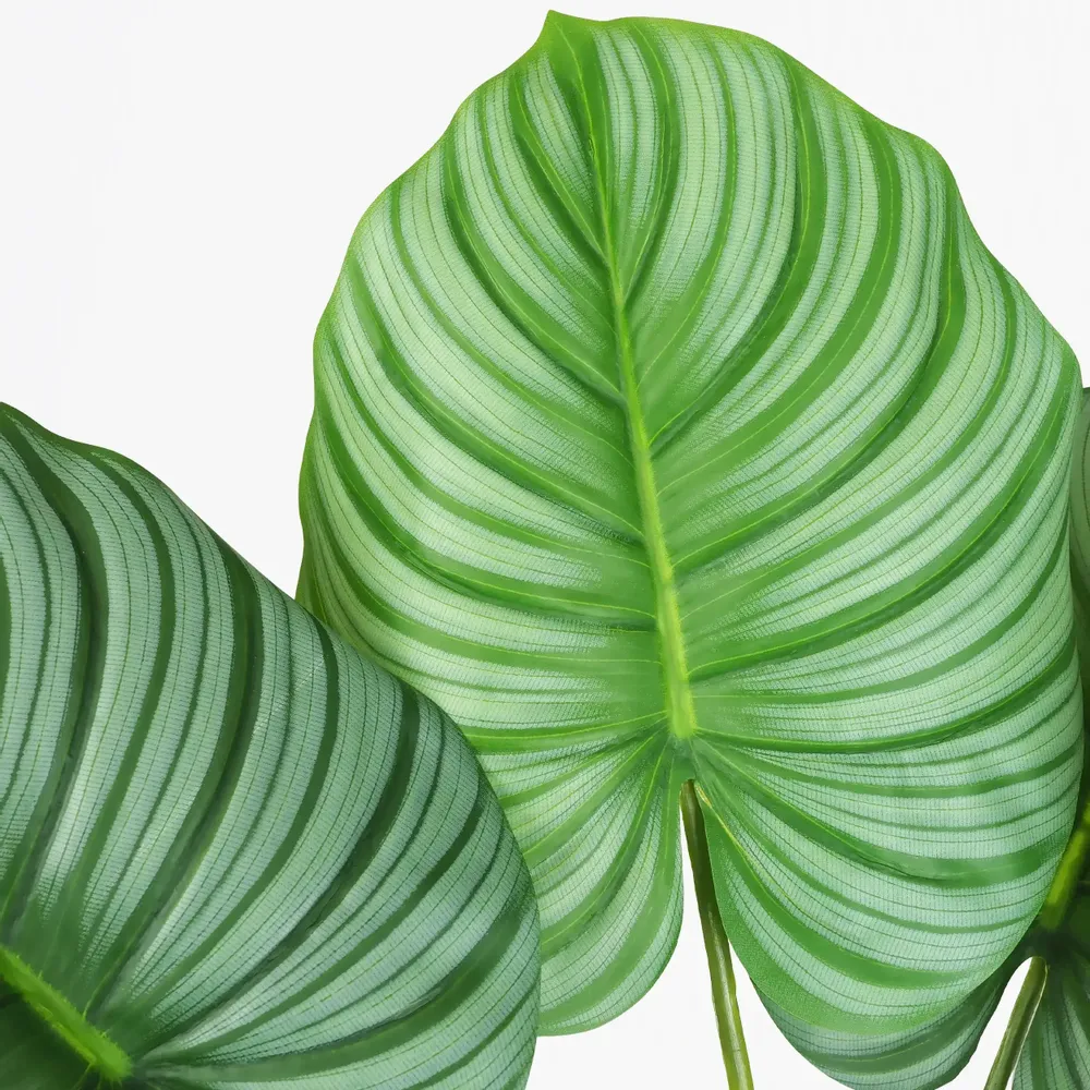 Floral decoration - “Real Touch” Artificial Calathea - LIGNE DÉCO