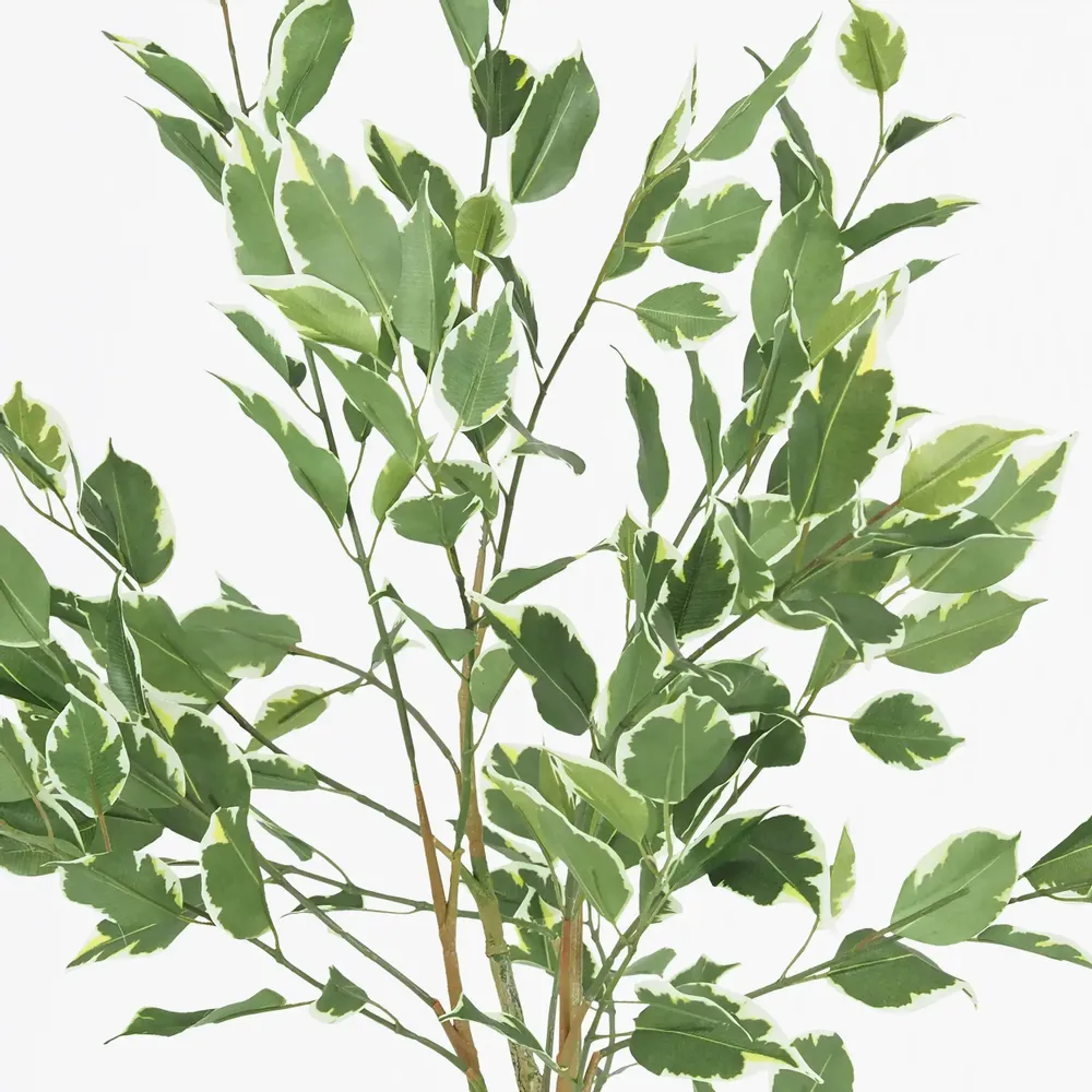 Floral decoration - Artificial ficus, matte white ceramic pot - LIGNE DÉCO