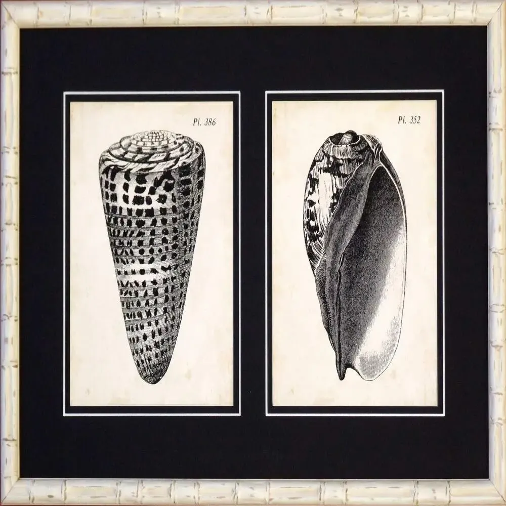 Frames - Ancient Diderot shells - SERAFINI FRAMES DI G. GIULIANI