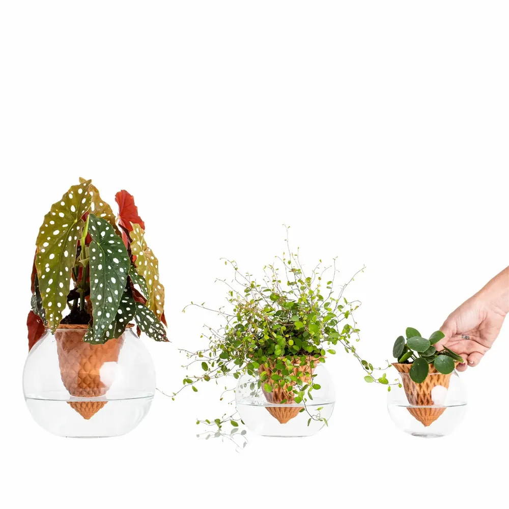 Vases - Clay pot - PIANO B - 3D self-irrigating design with glass for top - COMMON PLACE YOUR URBAN JUNGLE