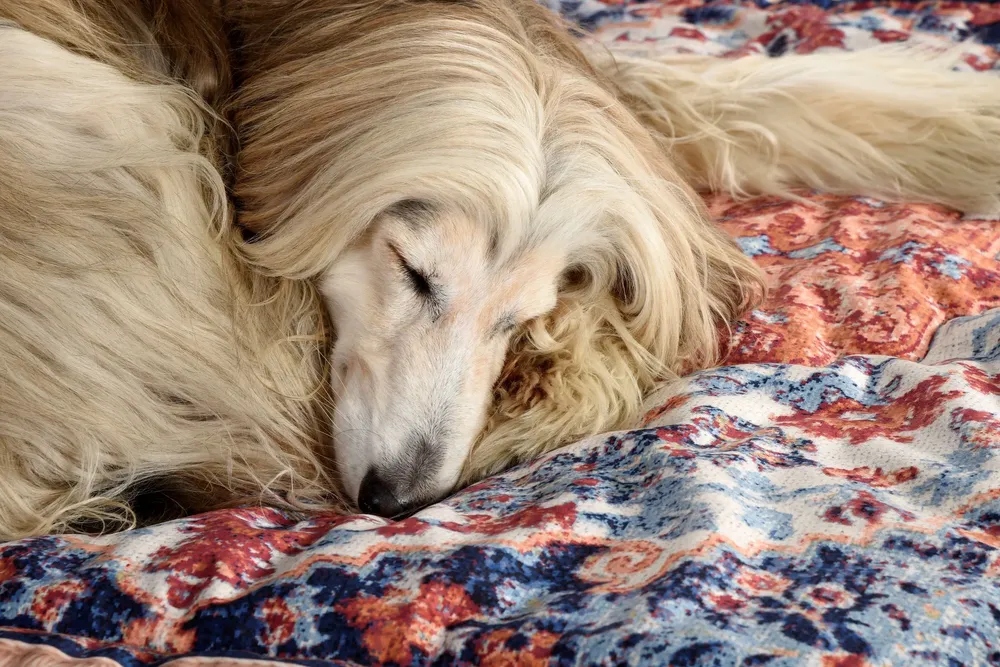 Pet accessories - Seletti - PETS (R)EVOLUTION rug for dogs - UNITED PETS MILANO