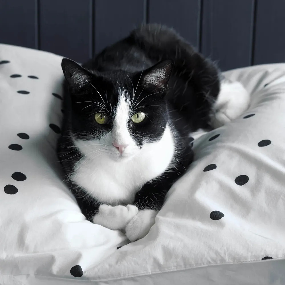 Linge de lit - Taie d'oreiller Odette Milk 70 x 50 - LA CERISE SUR LE GATEAU