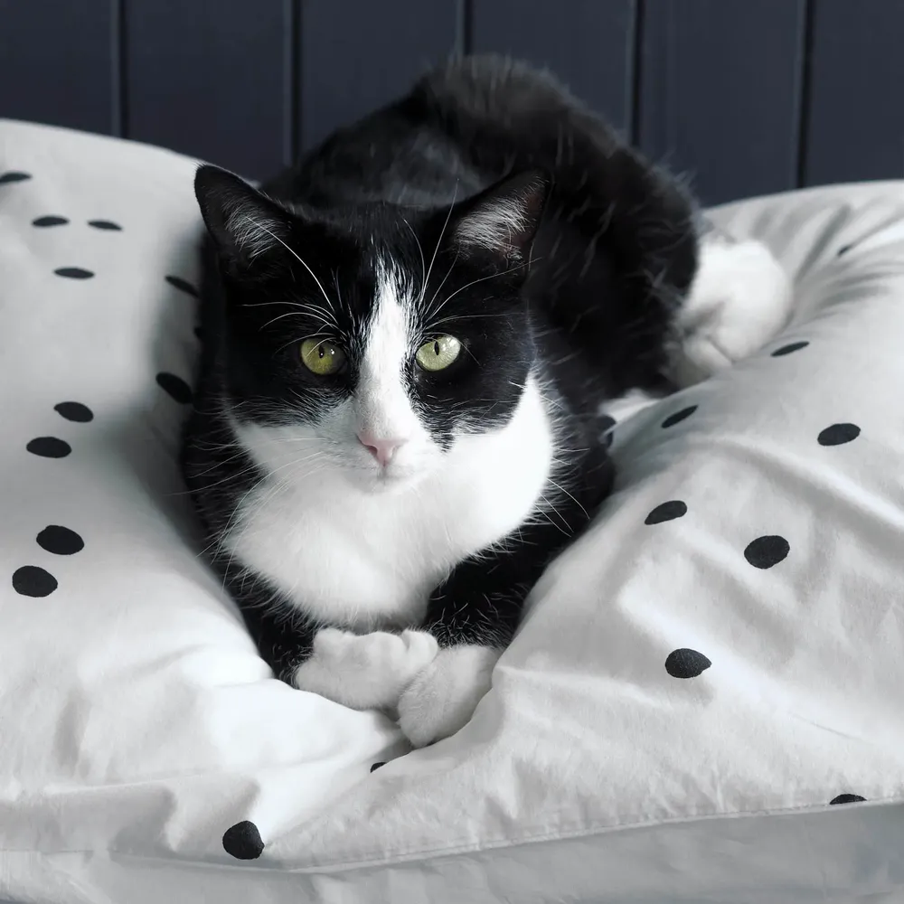 Bed linens - Odette Pillowcase Milk 65 X 65 - LA CERISE SUR LE GATEAU