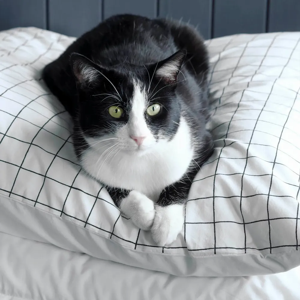 Bed linens - Oscar Pillowcase Milk 70 X 50 - LA CERISE SUR LE GATEAU