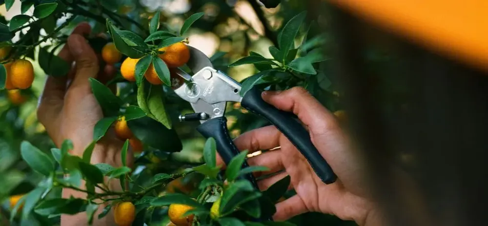 Garden accessories - Pink Tulip - CHOP CHOP BLOOM