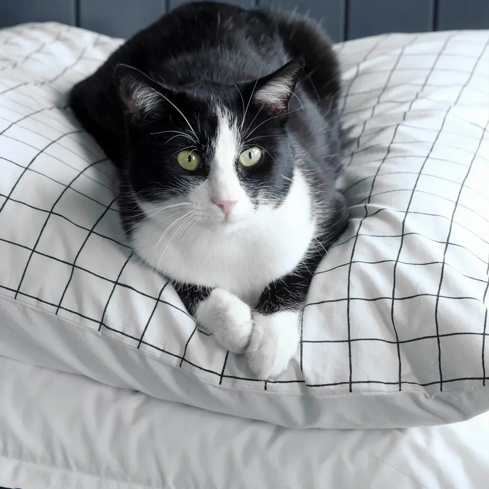 Bed linens - Oscar Pillowcase Milk 65 X 65 - LA CERISE SUR LE GATEAU