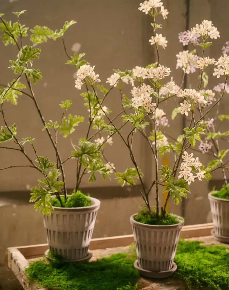 Décorations florales - Point fort de la tendance : les géraniums modernes - SILK-KA BV