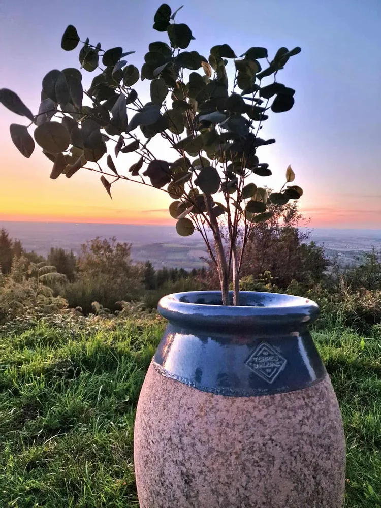Pottery - Prestige olive shaped jars with patina - TERRES D'ALBINE