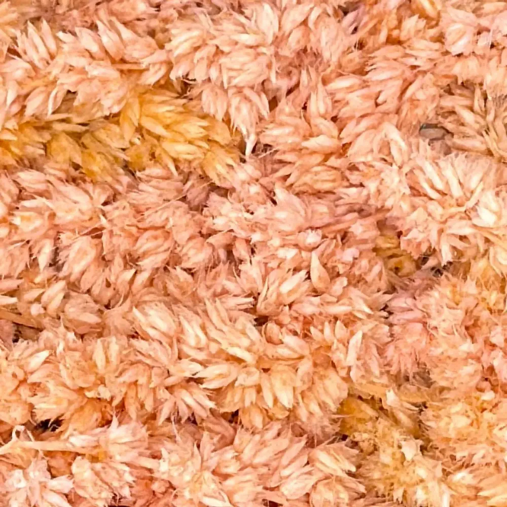 Tableaux - BALLOON DOG  « Joie Végétale » - ATELIER ECOGREEN