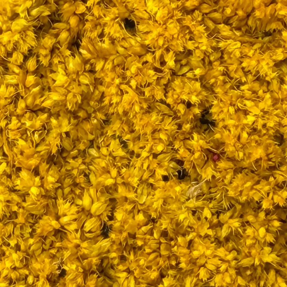 Tableaux - BALLOON DOG  « Joie Végétale » - ATELIER ECOGREEN