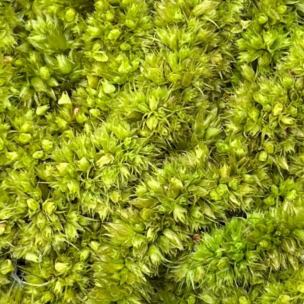 Tableaux - BALLOON DOG  « Joie Végétale » - ATELIER ECOGREEN