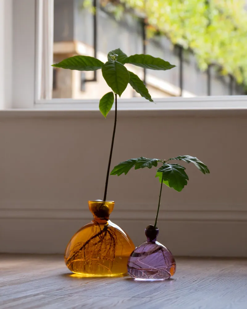 Vases - Avocado Vase - ILEX STUDIO