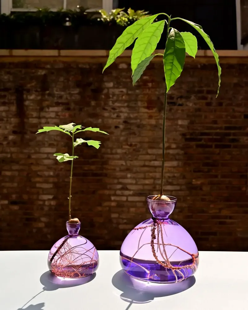 Vases - Avocado Vase - ILEX STUDIO