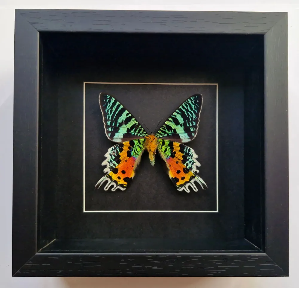 Objets de décoration - Cadres papillons - curiosités d'intérieur - METAMORPHOSES