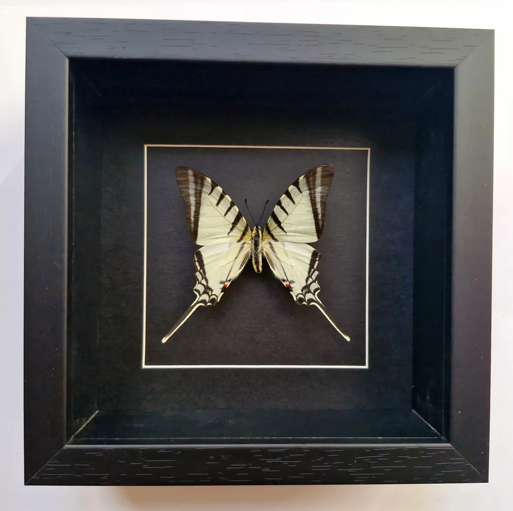 Objets de décoration - Cadres papillons - curiosités d'intérieur - METAMORPHOSES