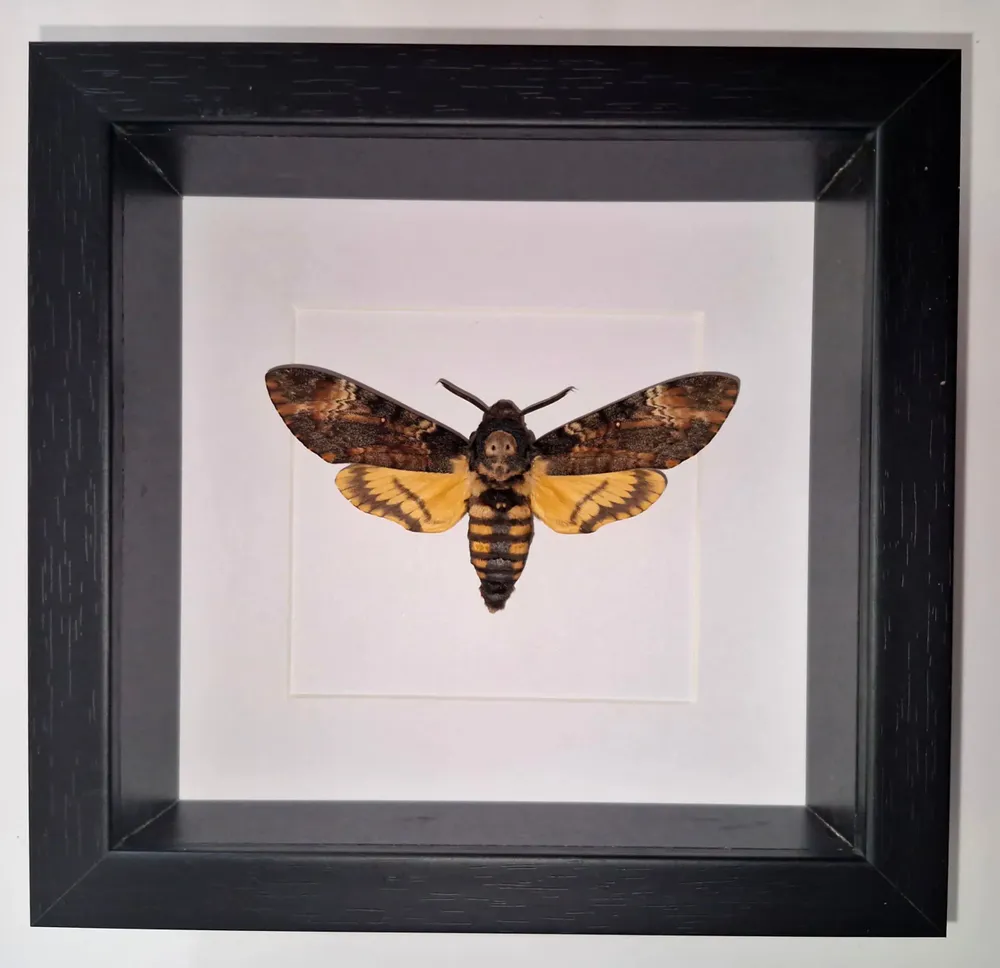 Objets de décoration - Cadres papillons - curiosités d'intérieur - METAMORPHOSES