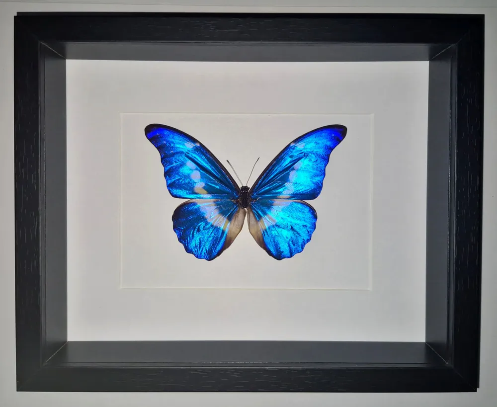 Objets de décoration - Cadres papillons - curiosités d'intérieur - METAMORPHOSES