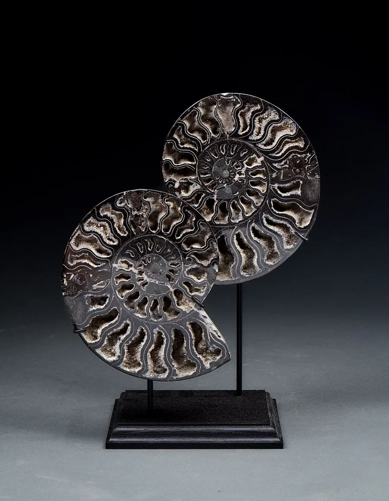 Decorative objects - Ammonite fossils on a base - cabinet of curiosities - METAMORPHOSES
