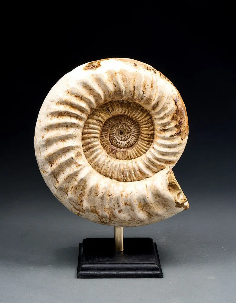 Decorative objects - Ammonite fossils on a base - cabinet of curiosities - METAMORPHOSES